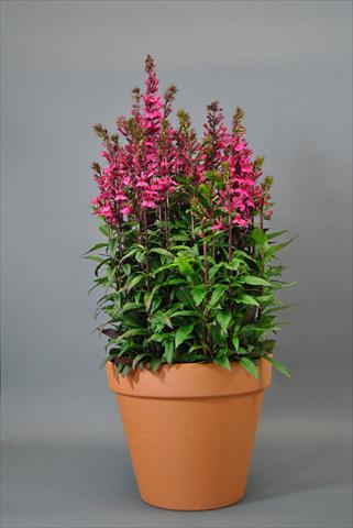 Photo de variété de fleurs à utiliser comme: Pot et Plante à massif Lobelia speciosa Starship Dee Rose