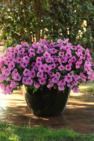 Photo de variété de fleurs à utiliser comme: Pot et Plante à massif Petunia x hybrida Easy Wave Pink Passion