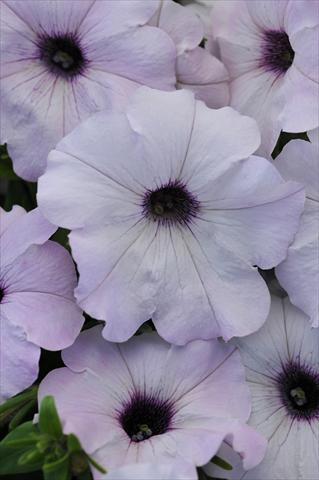 Photo de variété de fleurs à utiliser comme: Pot et Plante à massif Petunia x hybrida Easy Wave Silver