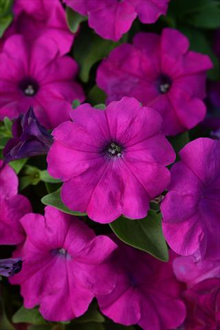 Photo de variété de fleurs à utiliser comme: Pot et Plante à massif Petunia x hybrida Lo Rider Violet
