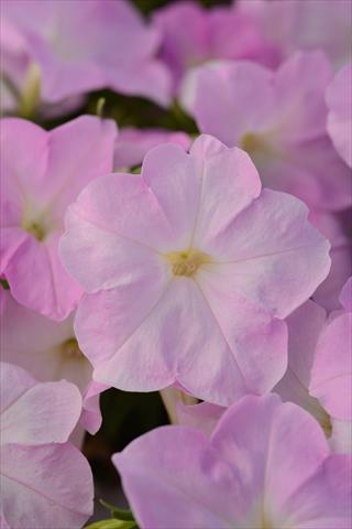 Photo de variété de fleurs à utiliser comme: Pot et Plante à massif Petunia x hybrida Mirage Pink Chiffon