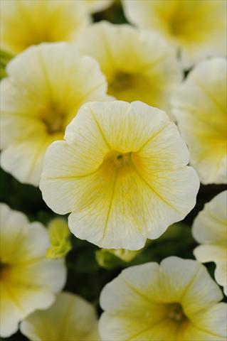 Photo de variété de fleurs à utiliser comme: Pot et Plante à massif Petunia x hybrida Shock Wave Yellow