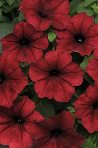 photo of flower to be used as: Pot and bedding Petunia x hybrida Tidal Wave Red Velour