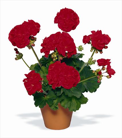 Photo de variété de fleurs à utiliser comme: Pot, Plante à massif, patio Pelargonium zonale pac® Victor