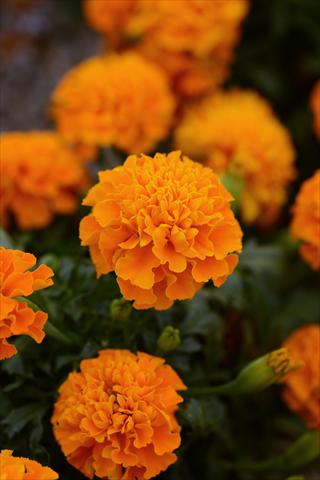 Photo de variété de fleurs à utiliser comme: Pot et Plante à massif Tagetes erecta Hot Pak Orange