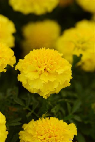Photo de variété de fleurs à utiliser comme: Pot et Plante à massif Tagetes erecta Hot Pak Yellow