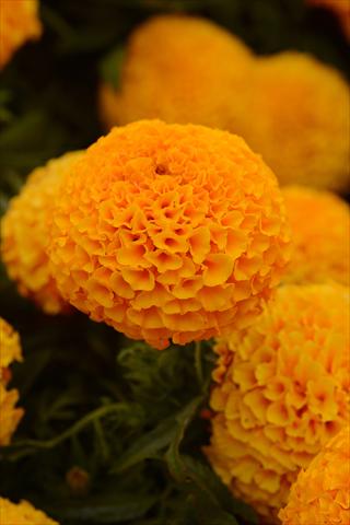 Photo de variété de fleurs à utiliser comme: Pot et Plante à massif Tagetes erecta Taishan Orange Improved