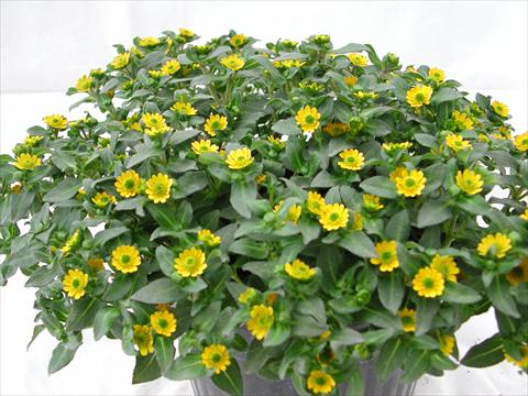 Photo de variété de fleurs à utiliser comme: Plante à massif/ plante de bordure Sanvitalia Selina