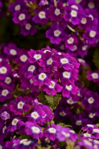 Photo de variété de fleurs à utiliser comme: Pot et Plante à massif Verbena hybrida Quartz Violet Eye