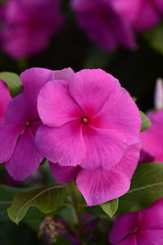 Photo de variété de fleurs à utiliser comme: Pot et Plante à massif Catharanthus roseus - Vinca Valiant Lilac