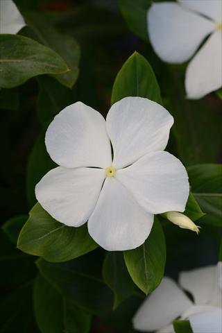 Photo de variété de fleurs à utiliser comme: Pot et Plante à massif Catharanthus roseus - Vinca Valiant Pure White
