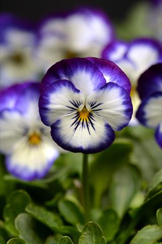 Photo de variété de fleurs à utiliser comme: Pot et Plante à massif Viola cornuta Sorbet Coconut Swirl XP