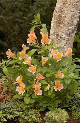 Photo de variété de fleurs à utiliser comme: Plante à massif/ plante de bordure Alstroemeria Inca® Serin