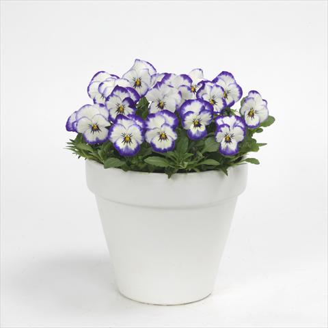 Photo de variété de fleurs à utiliser comme: Pot et Plante à massif Viola cornuta Sorbet Picotee Coconut Swirl XP, Improved