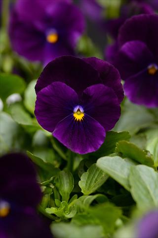 Photo de variété de fleurs à utiliser comme: Pot et Plante à massif Viola cornuta Sorbet Purple Improved XP