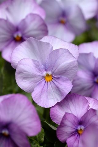 Photo de variété de fleurs à utiliser comme: Pot et Plante à massif Viola cornuta Sorbet XP Lavender Pink