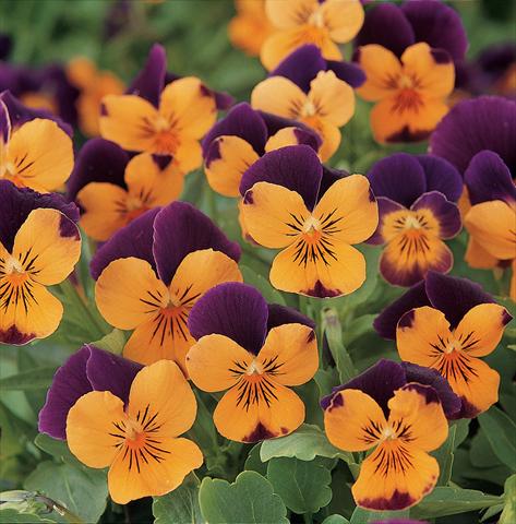 Photo de variété de fleurs à utiliser comme: Pot et Plante à massif Viola cornuta Sorbet XP Orange Jump Up