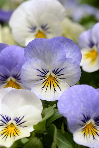 Photo de variété de fleurs à utiliser comme: Pot et Plante à massif Viola cornuta Sorbet XP Purple YTT