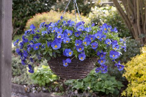 Photo de variété de fleurs à utiliser comme: Plante à massif, pot ou Suspension Viola wittrockiana Cool Wave Blue Skies