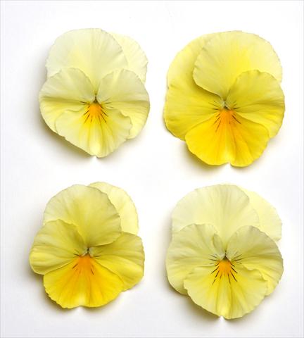 Photo de variété de fleurs à utiliser comme: Plante à massif, pot ou Suspension Viola wittrockiana Cool Wave Lemon Suprise