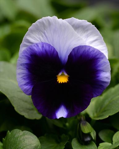 Photo de variété de fleurs à utiliser comme: Plante à massif, pot ou Suspension Viola wittrockiana Promise Beaconsfield