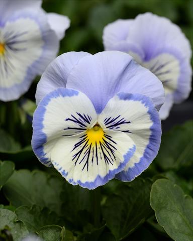 Photo de variété de fleurs à utiliser comme: Plante à massif, pot ou Suspension Viola wittrockiana Promise Blue White Whiskers