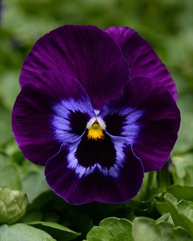 Photo de variété de fleurs à utiliser comme: Plante à massif, pot ou Suspension Viola wittrockiana Promise Denim