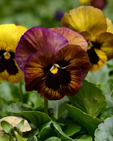 Photo de variété de fleurs à utiliser comme: Plante à massif, pot ou Suspension Viola wittrockiana Promise Stormy Skies