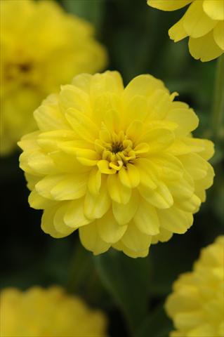 Photo de variété de fleurs à utiliser comme: Pot et Plante à massif Zinnia marylandica Zahara Double Yellow