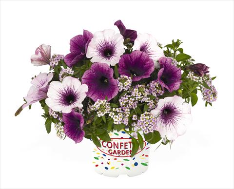 Photo de variété de fleurs à utiliser comme: Suspension / pot 3 Combo RED FOX Confetti Garden Yolo Glossy Grape