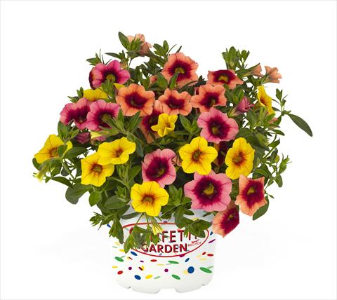 Photo de variété de fleurs à utiliser comme: Suspension / pot 3 Combo RED FOX Confetti Garden Hawaiian Hula