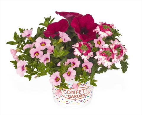 Photo de variété de fleurs à utiliser comme: Suspension / pot 3 Combo RED FOX Confetti Garden Hot Pink Jazz