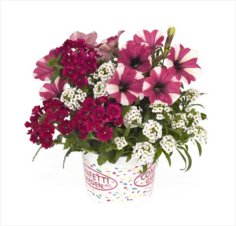 Photo de variété de fleurs à utiliser comme: Suspension / pot 3 Combo RED FOX Confetti Garden Peppy Cerise