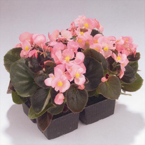 Photo de variété de fleurs à utiliser comme: Plante à massif/ plante de bordure Begonia semperflorens Havana Pink