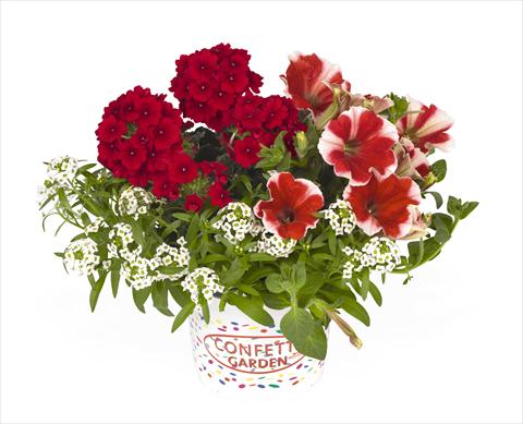 Photo de variété de fleurs à utiliser comme: Suspension / pot 3 Combo RED FOX Confetti Garden Peppy Red