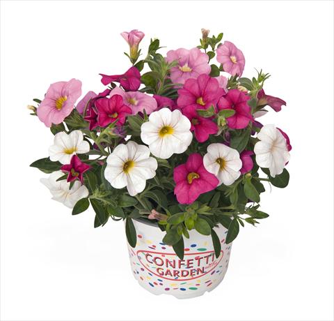 Photo de variété de fleurs à utiliser comme: Suspension / pot 3 Combo RED FOX Confetti Garden Pink Fusion