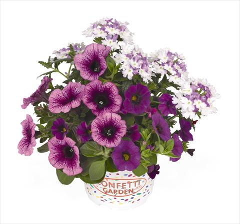 Photo de variété de fleurs à utiliser comme: Suspension / pot 3 Combo RED FOX Confetti Garden Purple Cleopatra