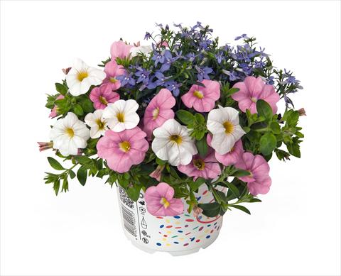 Photo de variété de fleurs à utiliser comme: Suspension / pot 3 Combo RED FOX Confetti Garden Waterbury