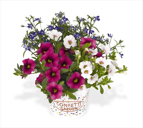 Photo de variété de fleurs à utiliser comme: Suspension / pot 3 Combo RED FOX Confetti Garden Waterloo