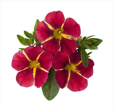 Photo de variété de fleurs à utiliser comme: Suspension / pot Calibrachoa RED FOX Aloha® Cherry Cart Wheel