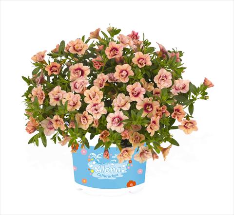 Photo de variété de fleurs à utiliser comme: Suspension / pot Calibrachoa RED FOX Aloha® Double Apricot