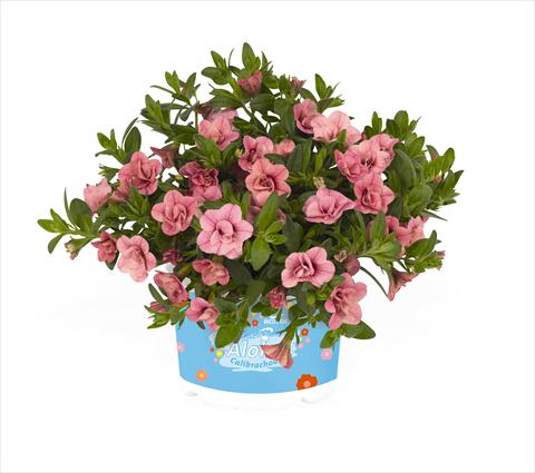 Photo de variété de fleurs à utiliser comme: Suspension / pot Calibrachoa RED FOX Aloha® Double Pink