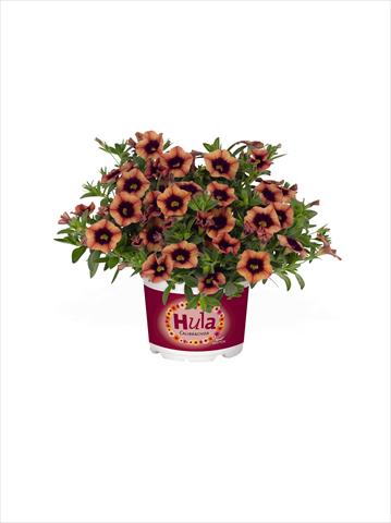 Photo de variété de fleurs à utiliser comme: Suspension / pot Calibrachoa RED FOX Hula Godiva