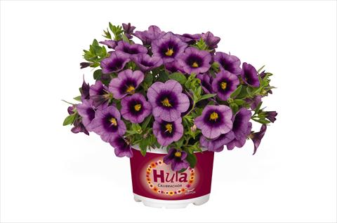 Photo de variété de fleurs à utiliser comme: Suspension / pot Calibrachoa RED FOX Hula Lavender