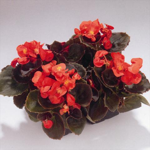 Photo de variété de fleurs à utiliser comme: Plante à massif/ plante de bordure Begonia semperflorens Havana Scarlet