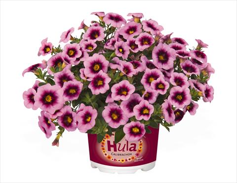 Photo de variété de fleurs à utiliser comme: Suspension / pot Calibrachoa RED FOX Hula Soft Pink