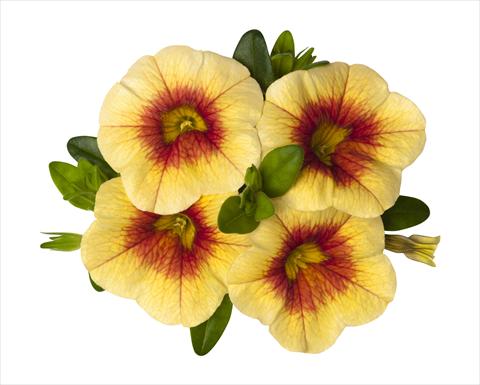 Photo de variété de fleurs à utiliser comme: Suspension / pot Calibrachoa RED FOX Super Yellow