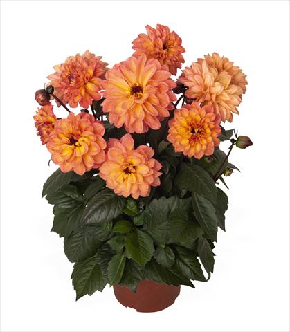 Photo de variété de fleurs à utiliser comme: Pot Dahlia Dahlinova Temptation Golden