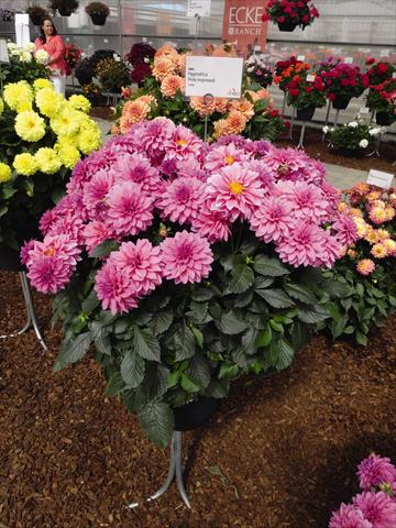 Photo de variété de fleurs à utiliser comme: Pot Dahlia Hypnotica Pink Improved