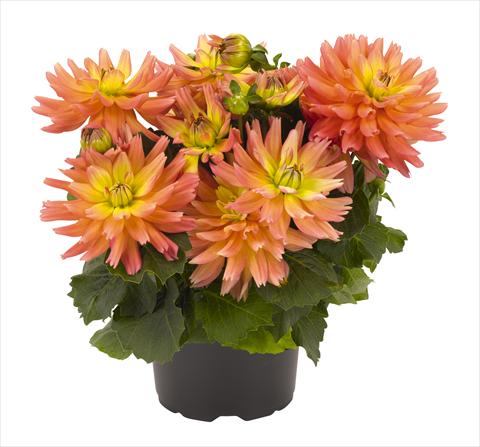 Photo de variété de fleurs à utiliser comme: Pot Dahlia RED FOX XXL Sunset